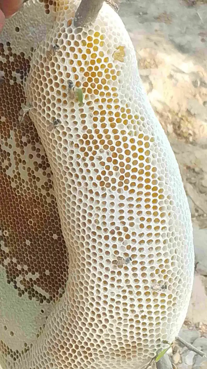 عسل سدر رقم 1 0