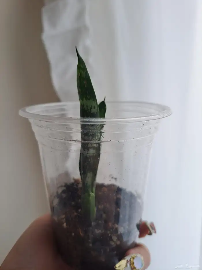 نبتة داخلية للبيع جلد النمر أو الثعبان. 3