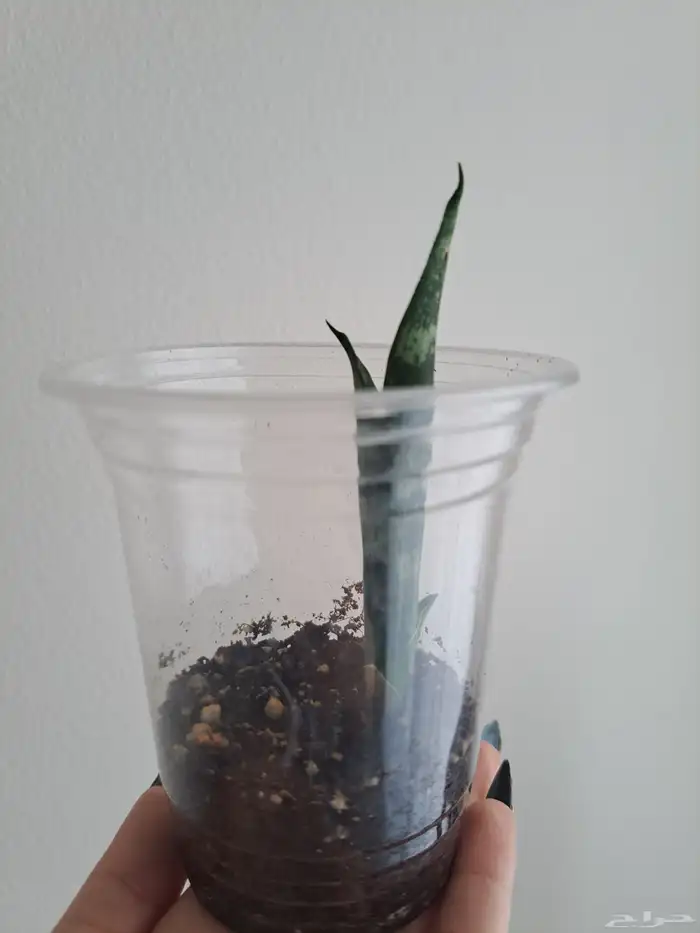 نبتة داخلية للبيع جلد النمر أو الثعبان. 2