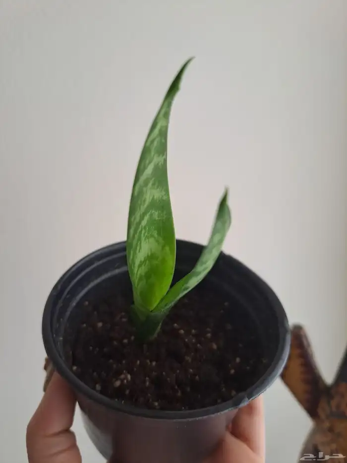 نبتة داخلية للبيع جلد النمر أو الثعبان. 0