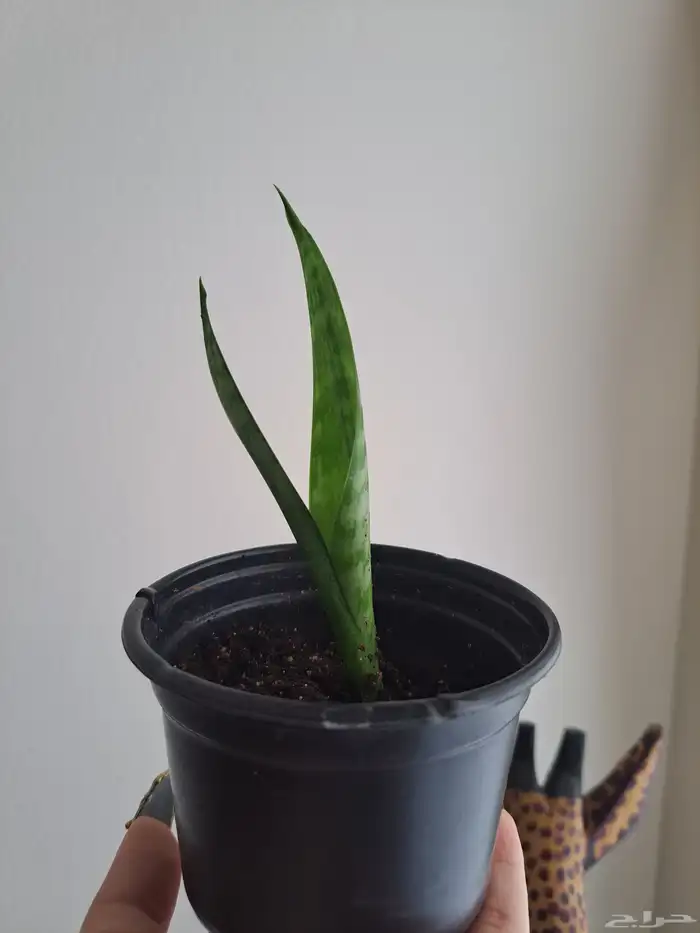 نبتة داخلية للبيع جلد النمر أو الثعبان. 1