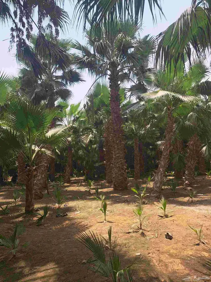 نخل واشنطن زينه للبيع ونخل مثمر لتواصل 14