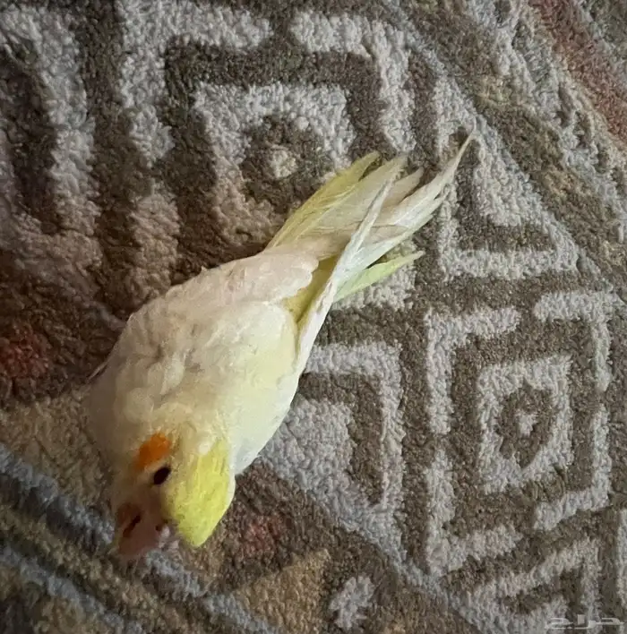 عصفور كوكتيل 1