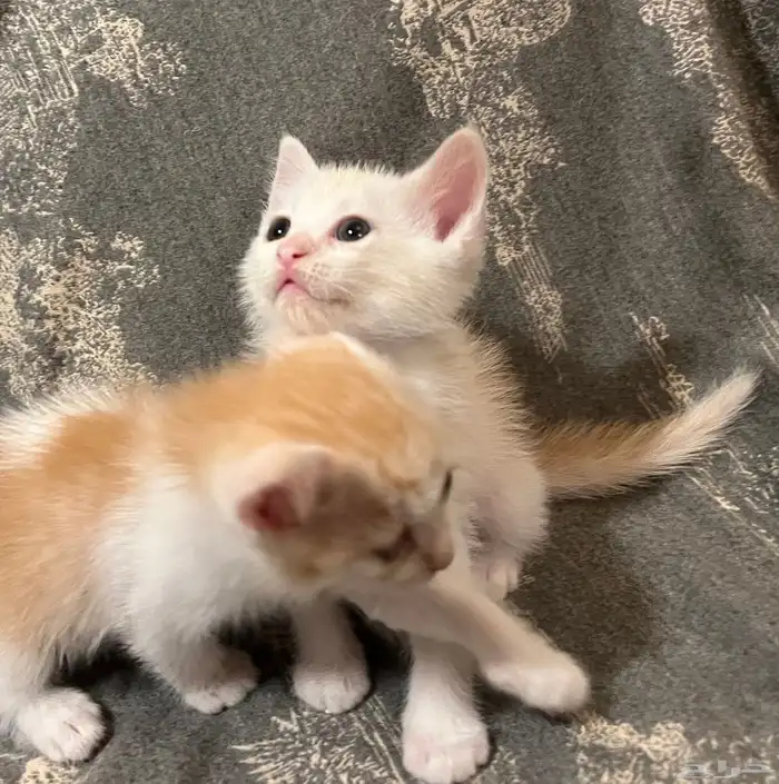 كتن شيرازي هجين برتش 6