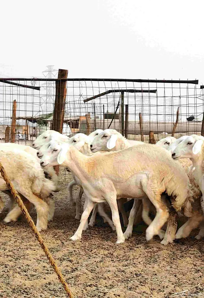 رخال حريات صنف الصنف 6