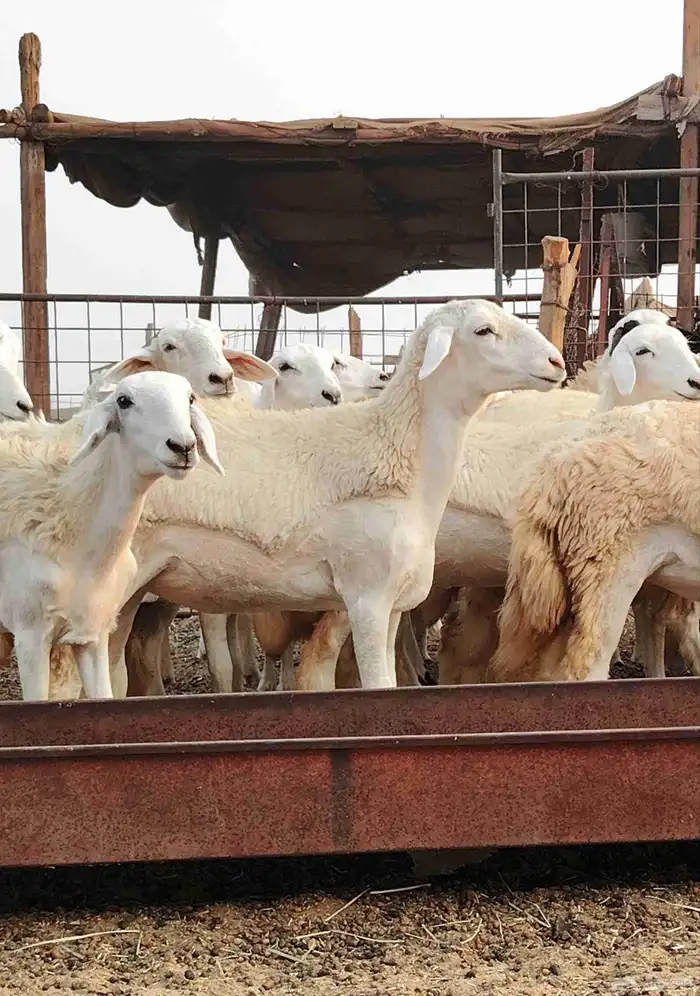 رخال حريات صنف الصنف 4