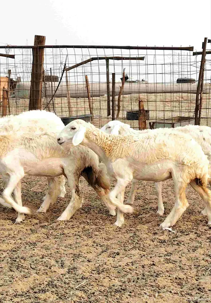 رخال حريات صنف الصنف 1