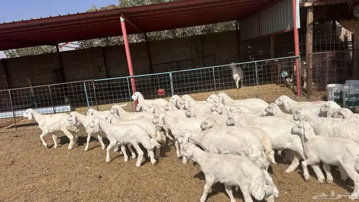 للبيع بهم تربيه حري 4