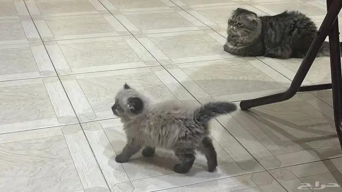 هجين سكوتش وهملايا 23