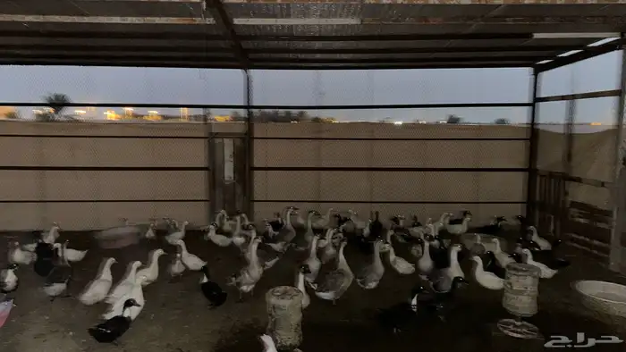 للبيع بط بكيني 2