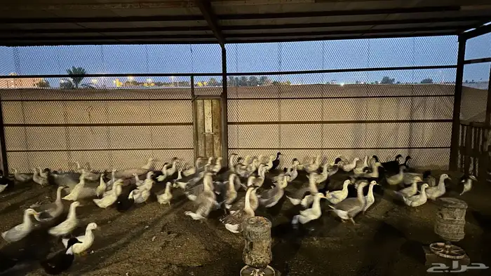 للبيع بط بكيني 0