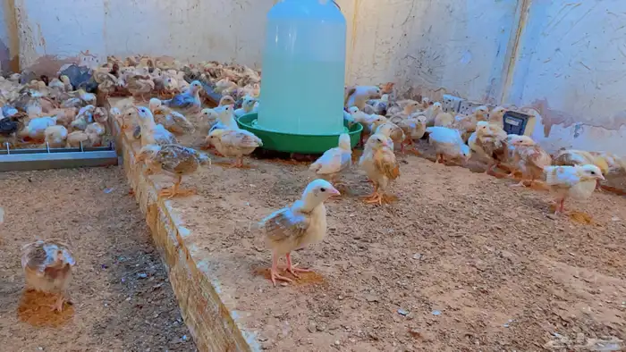 دجاج صوص بلدي 3