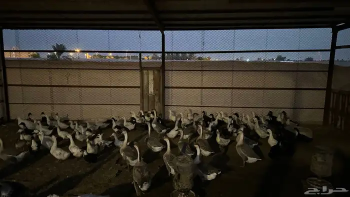 للبيع بط بكيني 1