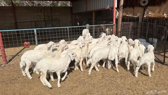 للبيع بهم تربيه حري 0