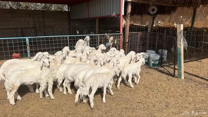 للبيع بهم تربيه حري 3