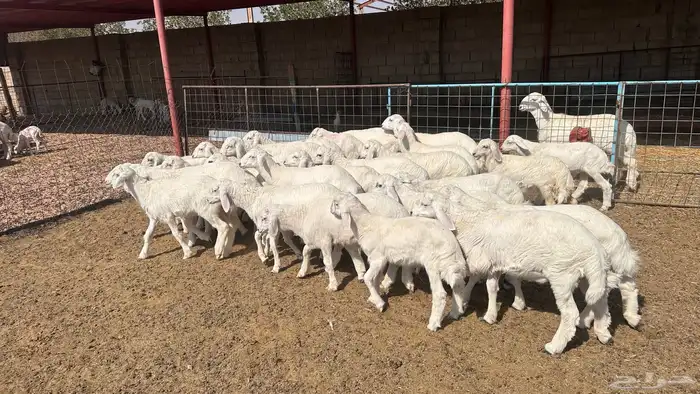 للبيع بهم تربيه حري 1