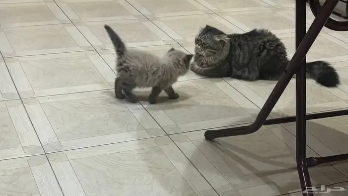 هجين سكوتش وهملايا 24