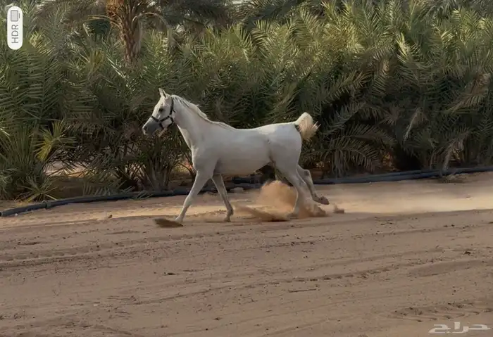 حصان للبيع 0