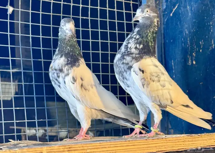 جوز تيدي اساس شرط 1