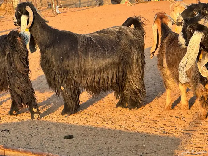 ماعز عوارض صنف فاخر دفيع من مزرعة نوادر 4