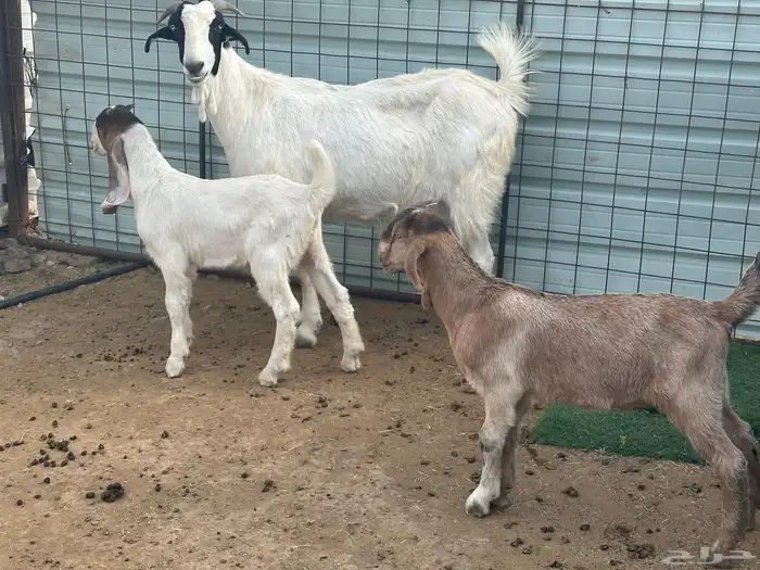 عنز قبرصيه معاها اثنين تيوس بعمر شهرين 0