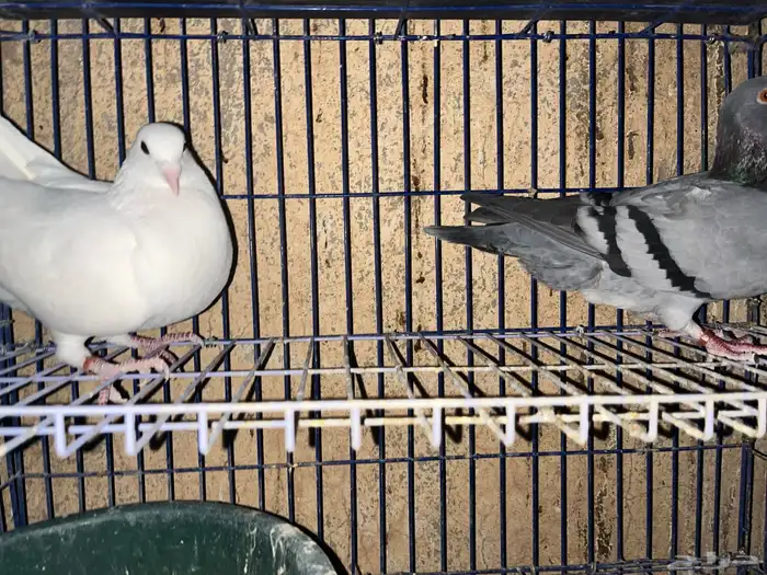 حمام زاجل هولندي 6