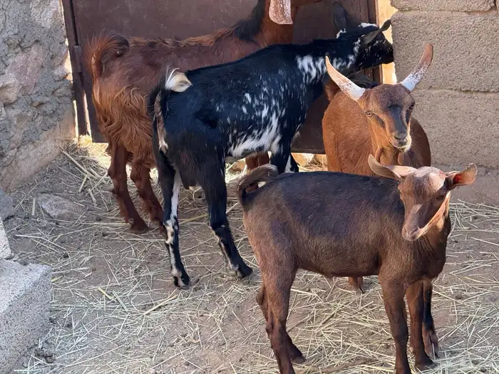 6تيوس حص بلدية 0