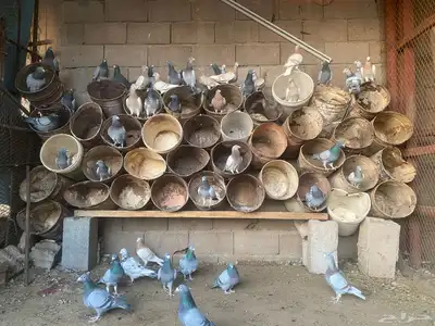 للبيع حمام زاجل index