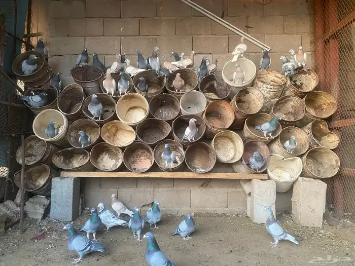 للبيع حمام زاجل 1