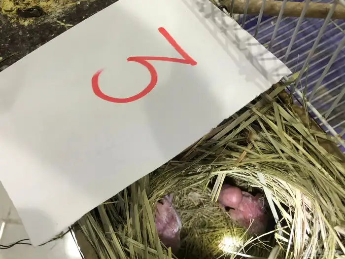 طيور روز للبيع مع فروخهم 4