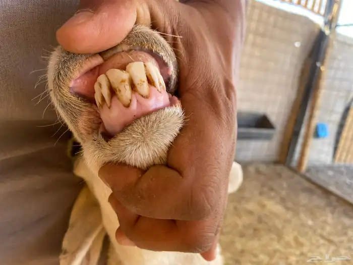 رخل ثنيه مضرع 3