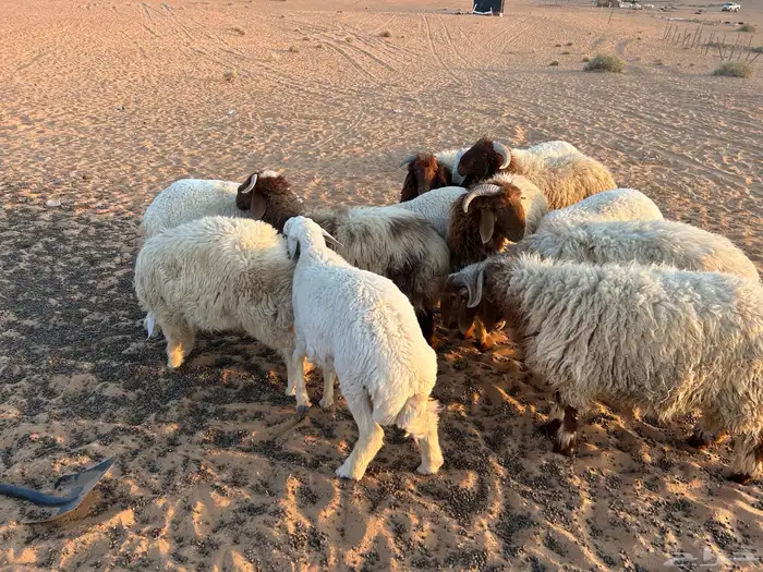 بهم حري ونعيم 0