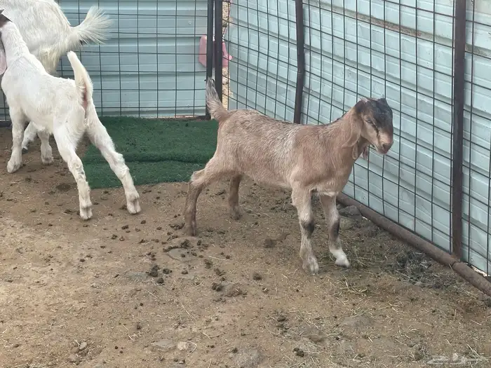 عنز قبرصيه معاها اثنين تيوس بعمر شهرين 6