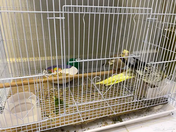 ببغاء كروان للبيع 2