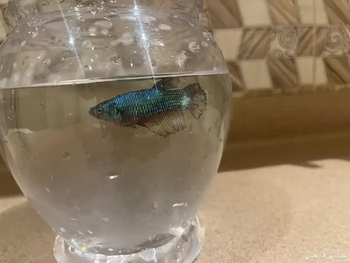 سمك فايتر انثى فايتر 1