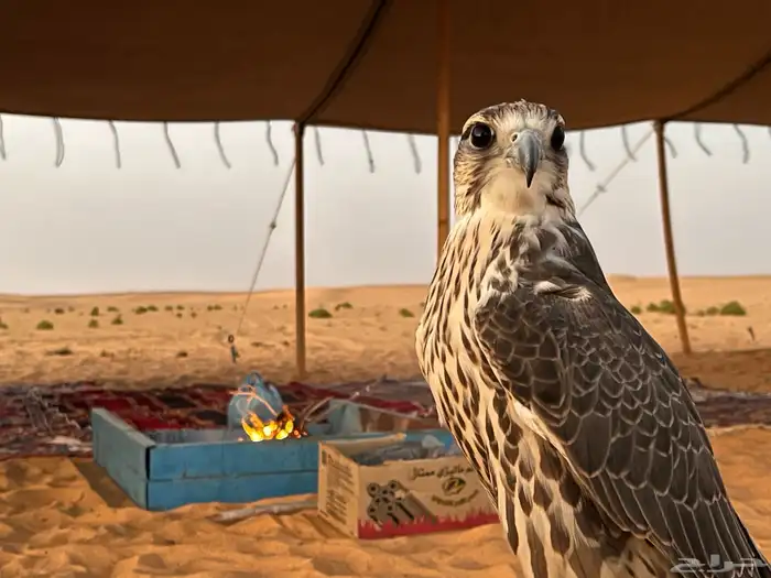 طير حر وحش 1