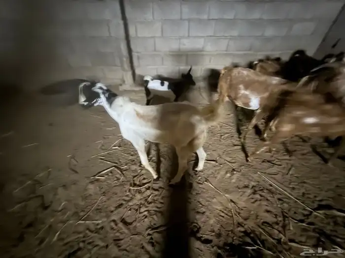 تيس للبيع السعر على السوم 1