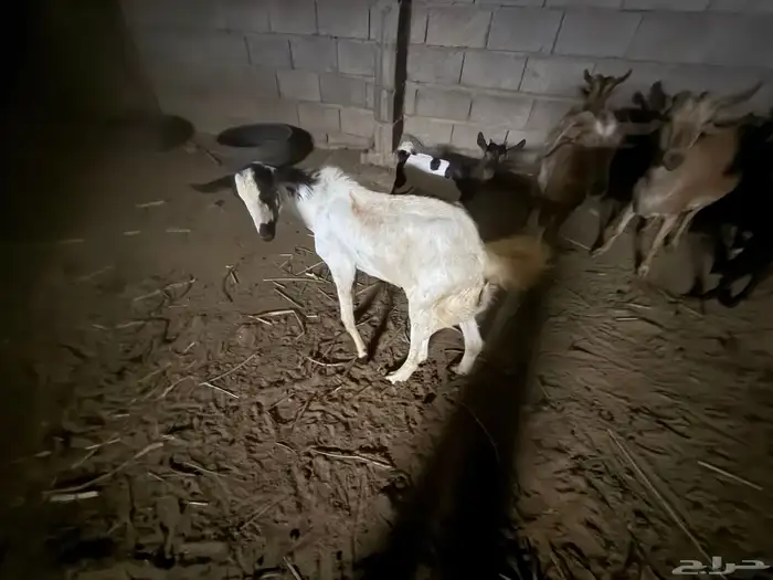 تيس للبيع السعر على السوم 0