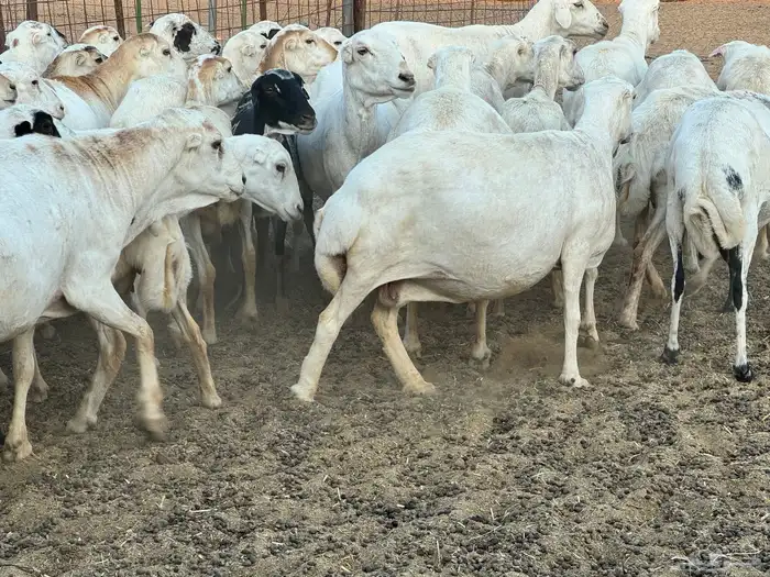 ضان رفيديات خصم دفيع والأغلبية واصلات تولد 8