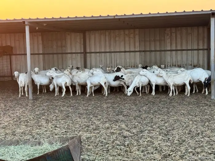 ضان رفيديات خصم دفيع والأغلبية واصلات تولد 1