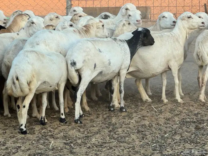 ضان رفيديات خصم دفيع والأغلبية واصلات تولد 6