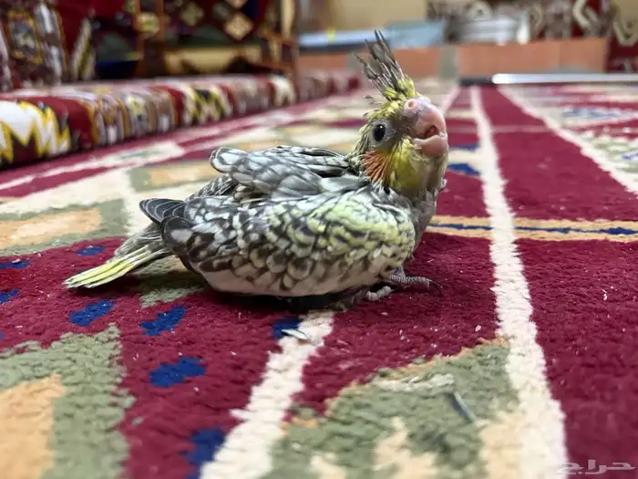 للبيع فرخين كروان 5