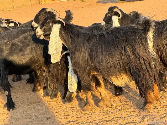ماعز عوارض صنف فاخر دفيع من مزرعة نوادر 7