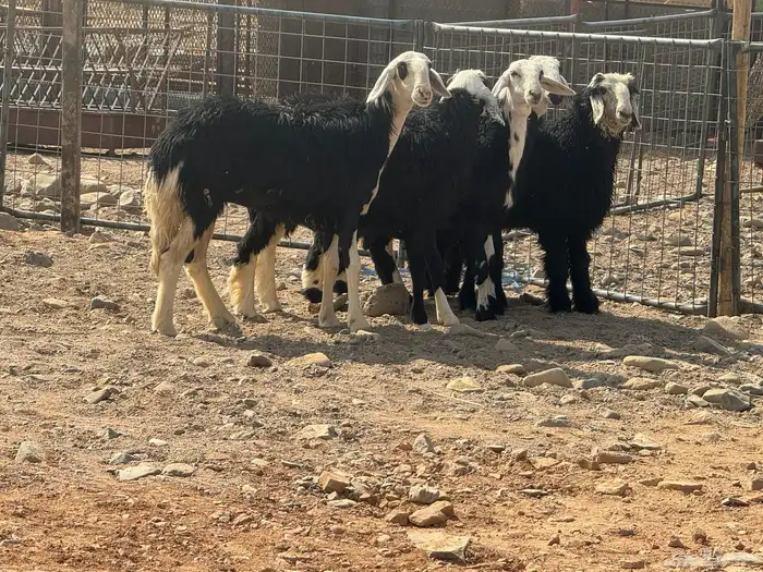 عرضين رخال. حريات ونجد 8