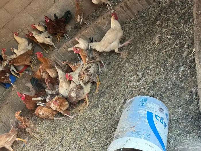 دجاج بلادي 2