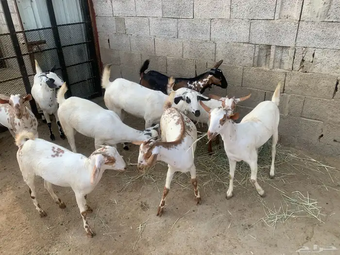 جفير العدد 10 رؤوس تربية ومطربات شي طيب ونظيف 3