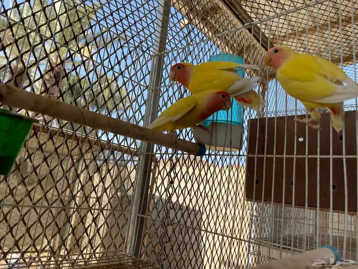 زوج روز لاتينو رد فيس بفرخه 2