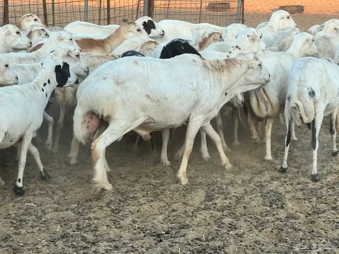 ضان رفيديات خصم دفيع والأغلبية واصلات تولد 9