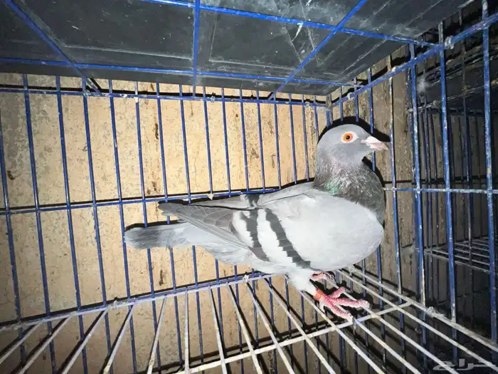 حمام زاجل هولندي 7