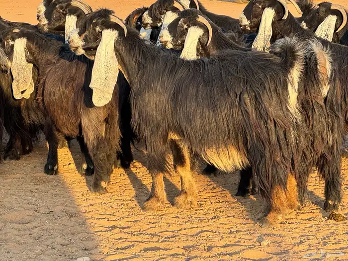 ماعز عوارض صنف فاخر دفيع من مزرعة نوادر 2
